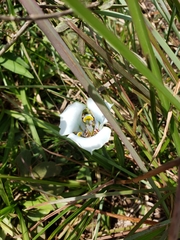 Cypella opalina opalina
