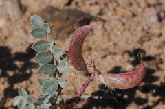 Astragalus amphioxys
