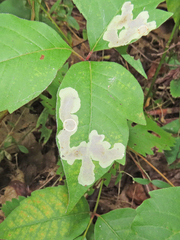 Cameraria guttifinitella