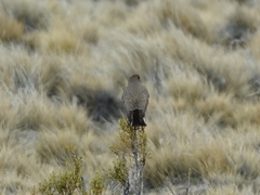 Muscisaxicola capistratus
