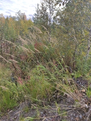 Calamagrostis
