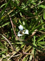 Cypella opalina opalina