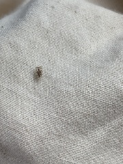 Corythucha marmorata