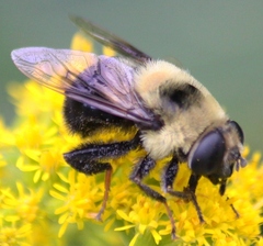 Eristalis flavipes