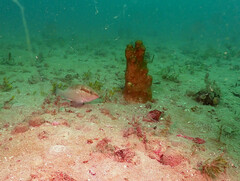 Epinephelus morio