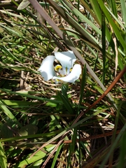 Cypella opalina opalina