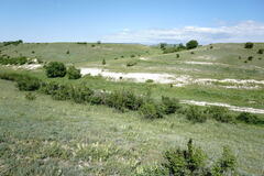 Salvia scabiosifolia