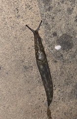 Limacus