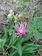 Centaurea