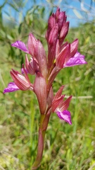 Anacamptis papilionacea