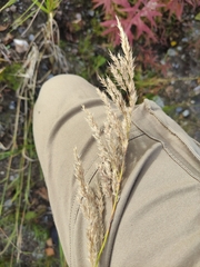 Calamagrostis