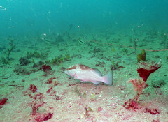 Epinephelus morio