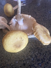 Gymnopilus luteus
