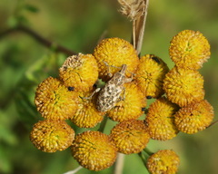 Cyphocleonus dealbatus