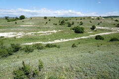 Salvia scabiosifolia