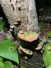 Trichaptum biforme