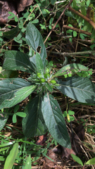 Ruellia caroliniensis