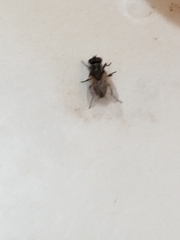 Musca domestica
