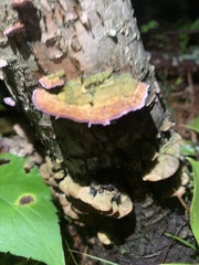 Trichaptum biforme