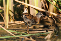 Rallus aquaticus