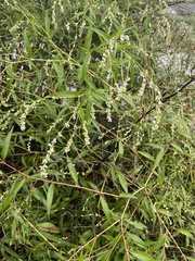 Persicarieae
