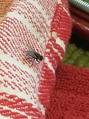 Musca domestica