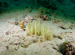 Porifera