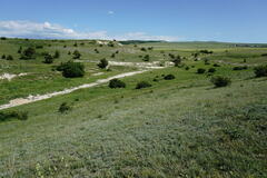 Salvia scabiosifolia