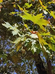 Platanus orientalis