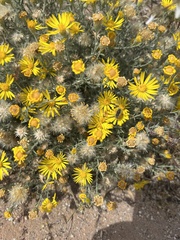 Xanthisma spinulosum