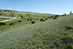 Salvia scabiosifolia