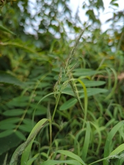 Muhlenbergia frondosa