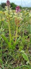 Lachenalia pallida