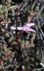 Disa bifida