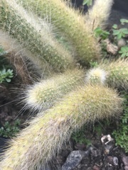 Cleistocactus colademononis