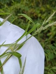 Muhlenbergia frondosa