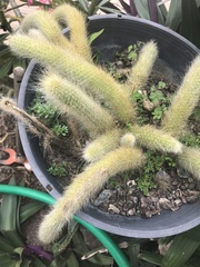 Cleistocactus colademononis