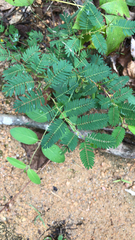 Chamaecrista nictitans