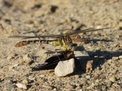 Dromogomphus spoliatus