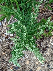 Artemisia indica