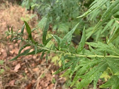 Artemisia verlotiorum