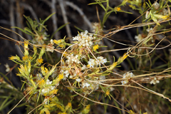 Cuscuta denticulata