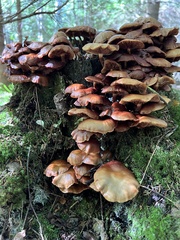 Kuehneromyces mutabilis