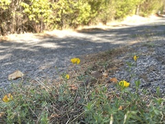 Lotus corniculatus