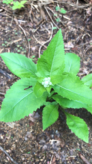 Parthenium integrifolium