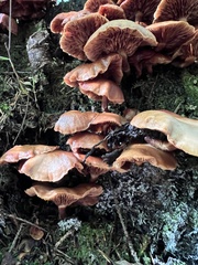 Kuehneromyces mutabilis