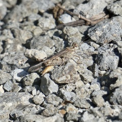 Acrotylus