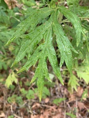 Artemisia verlotiorum