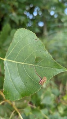 Stigmella trimaculella