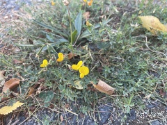 Lotus corniculatus